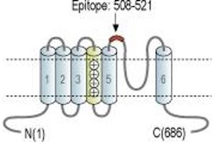 Representative domain view of the target of ABIN7884846.
