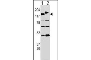 Western blot analysis of CLASP (arrow) using rabbit polyclonal CLASP Antibody  (ABIN652978 and ABIN2842620). (CLASP2 Antikörper  (AA 998-1026))