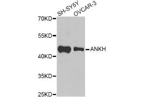 Western blot analysis of extracts of various cell lines, using ANKH Antibody (ABIN6003613) at 1/1000 dilution. (ANKH Antikörper)