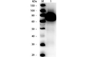 Western Blot of Rabbit anti-Glucose Oxidase Antibody Peroxidase Conjugated. (Glucose Oxidase Antikörper  (HRP))