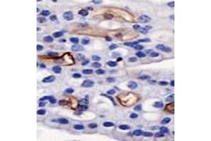 Detection of AGR2 on mouse kidney using AGR2 polyclonal antibody . (AGR2 Antikörper  (AA 50-100))