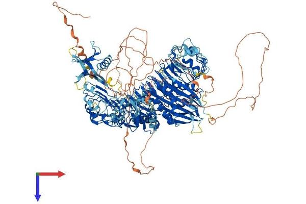 PHLPP2 Protein (AA 1-1320) (His tag)