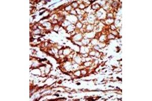 Image no. 2 for anti-14-3-3 alpha + beta (YWHAB) (C-Term) antibody (ABIN360672) (YWHAB Antikörper  (C-Term))