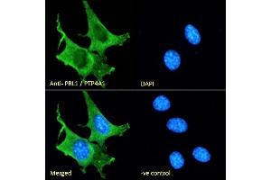 Immunofluorescence (IF) image for anti-Protein Tyrosine Phosphatase Type IVA, Member 1 (PTP4A1) (C-Term) antibody (ABIN185274)