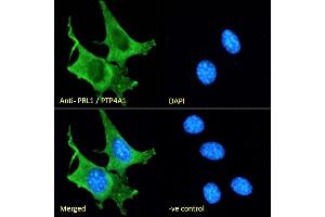 (ABIN185274) Immunofluorescence analysis of paraformaldehyde fixed NIH3T3 cells, permeabilized with 0. (PTP4A1 Antikörper  (C-Term))