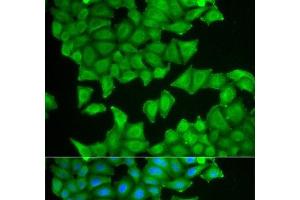 Immunofluorescence analysis of HeLa cells using PTGES3 Polyclonal Antibody (PTGES3 Antikörper)