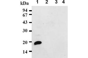 Western Blotting (WB) image for anti-Cyclin-Dependent Kinase Inhibitor 2D (p19, Inhibits CDK4) (CDKN2D) antibody (ABIN487338)