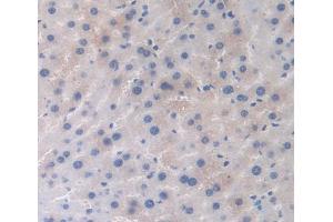 IHC-P analysis of Mouse Tissue, with DAB staining. (Hemoglobin Subunit beta Antikörper  (AA 1-147))