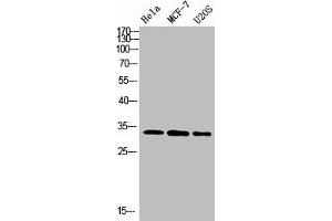 Western Blot analysis of various cells using Antibody diluted at 1:1000. (Nanos Homolog 1 Antikörper  (AA 151-200))