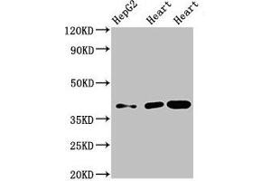 Western Blot Positive WB detected in: HepG2 whole cell lysate, Rat heart tissue, Mouse heart tissue All lanes: WISP3 antibody at 3. (WISP3 Antikörper  (AA 201-372))