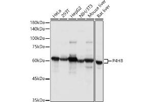 P4HB Antikörper