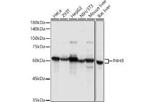 Western blot analysis of extracts of various cell lines, using P4HB antibody (ABIN6134876 and ABIN6145140) at 1:1000 dilution.