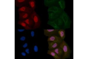 DAZAP1 Mouse Monoclonal Antibody staining Hela cells by IF/ICC. (DAZAP1 Antikörper)