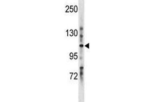 LRIG1 antibody western blot analysis in mouse stomach tissue lysate. (Lrig1 Antikörper  (AA 801-829))