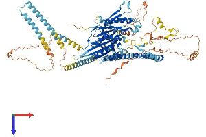 KIF3C Protein (AA 1-796) (His tag)