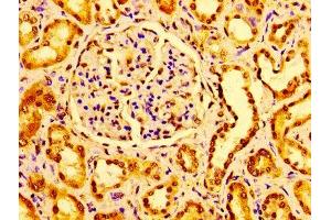Immunohistochemistry (IHC) image for anti-GM2 Ganglioside Activator (GM2A) (AA 32-193) antibody (ABIN7153574)