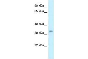WB Suggested Anti-Popdc3 Antibody   Titration: 1. (POPDC3 Antikörper  (C-Term))