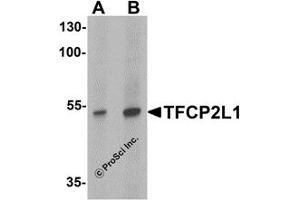 Western Blotting (WB) image for anti-Transcription Factor CP2-Like 1 (TFCP2L1) (N-Term) antibody (ABIN1031612) (TFCP2L1 Antikörper  (N-Term))