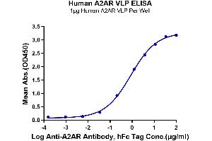 Immobilized Human A2AR VLP at 10 μg/mL (100 μL/Well) on the plate. (Adenosine A2a Receptor Protein-VLP (ADORA2A) (AA 1-412))