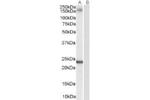 Image no. 1 for anti-Golgin A3 (GOLGA3) (C-Term) antibody (ABIN374604) (Golgin A3 Antikörper  (C-Term))