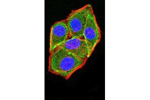 Immunofluorescence (IF) image for anti-APC Regulator of WNT Signaling Pathway 2 (APC2) (AA 2041-2181) antibody (ABIN5611232)