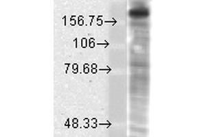 Western Blot analysis of Rat brain membrane lysate showing detection of GluN2B/NR2B protein using Mouse Anti-GluN2B/NR2B Monoclonal Antibody, Clone S59-36 . (GRIN2B Antikörper  (AA 20-271) (HRP))