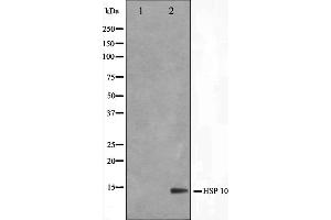 Western blot analysis on NIH-3T3 cell lysate using HSP10 Antibody,The lane on the left is treated with the antigen-specific peptide.