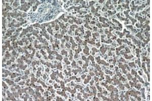 Immunohistochemistry (IHC) image for anti-Hepatic and Glial Cell Adhesion Molecule (HEPACAM) antibody (ABIN2932707) (HEPACAM Antikörper)