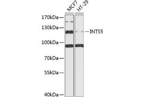 Western blot analysis of extracts of various cell lines, using INTS5 antibody  at 1:1000 dilution. (INTS5 Antikörper  (AA 120-400))