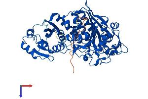 NPEPL1 Protein (AA 1-524) (His tag)