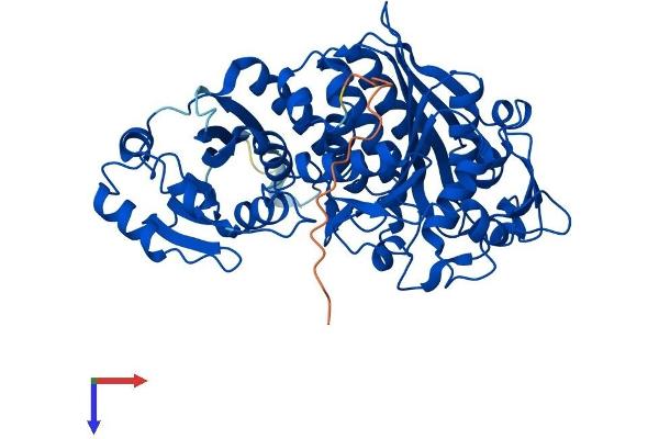 NPEPL1 Protein (AA 1-524) (His tag)