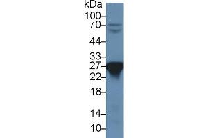 Western Blot; Sample: Rat Liver lysate; Primary Ab: 1µg/ml Rabbit Anti-Rat PRDX6 Antibody Second Ab: 0. (Peroxiredoxin 6 Antikörper  (AA 1-224))