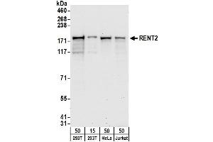 Western Blotting (WB) image for anti-UPF2 Regulator of Nonsense Transcripts 2 (UPF2) (AA 1-50) antibody (ABIN7449802) (RENT2/UPF2 Antikörper  (AA 1-50))