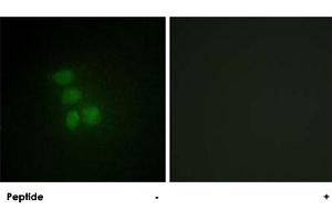 Immunofluorescence analysis of HepG2 cells, using RBMX polyclonal antibody . (RBMX Antikörper  (N-Term))