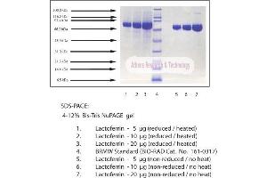 Gel Scan of Lactoferrin, Human Milk  This information is representative of the product ART prepares, but is not lot specific. (Lactoferrin Protein)