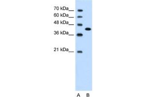 Western Blotting (WB) image for anti-Carcinoembryonic Antigen-Related Cell Adhesion Molecule 6 (CEACAM6) antibody (ABIN2462423) (CEACAM6 Antikörper)