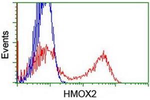 HEK293T cells transfected with either RC201777 overexpress plasmid (Red) or empty vector control plasmid (Blue) were immunostained by anti-HMOX2 antibody (ABIN2455218), and then analyzed by flow cytometry. (HMOX2 Antikörper)