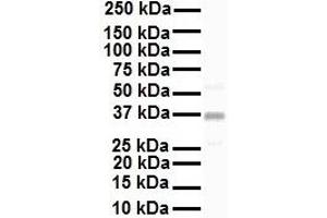 Western Blotting (WB) image for anti-Potassium Voltage-Gated Channel, Shaker-Related Subfamily, beta Member 2 (KCNAB2) (C-Term) antibody (ABIN2776306)