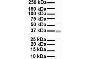 WB Suggested Anti-KCNAB2 antibody Titration: 1 ug/mL Sample Type: Human HepG2 (KCNAB2 Antikörper  (C-Term))