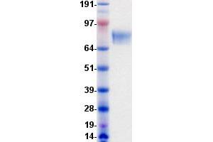 Validation with Western Blot