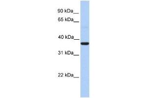 ZC3H15 antibody used at 0. (ZC3H15 Antikörper  (Middle Region))