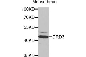 Western blot analysis of extracts of mouse brain, using DRD3 antibody (ABIN5970738) at 1/1000 dilution. (DRD3 Antikörper)