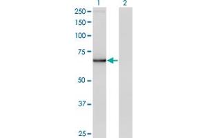 Western Blot analysis of IRX3 expression in transfected 293T cell line by IRX3 monoclonal antibody (M11), clone 1F11. (IRX3 Antikörper  (AA 123-209))