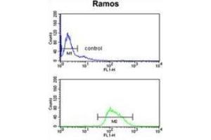 Flow Cytometry (FACS) image for anti-POU Class 2 Associating Factor 1 (POU2AF1) (AA 7-36), (N-Term) antibody (ABIN954253)