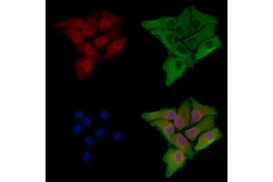 ABIN6259329 and ABIN6275330 staining Hela cells by IF/ICC. (NOL10 Antikörper  (C-Term))