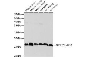 Western blot analysis of extracts of various cell lines, using NME2/NM23B Rabbit mAb (ABIN7269056) at 1:1000 dilution. (NME2 Antikörper)