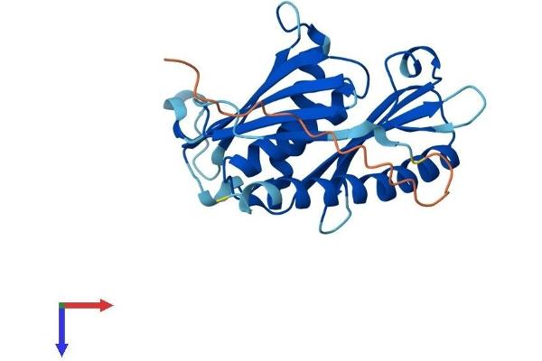 EXOSC5 Protein (AA 1-235) (His tag)