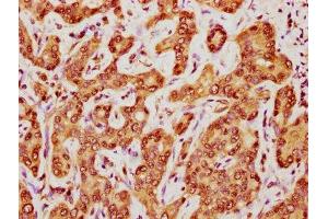 Immunohistochemistry (IHC) image for anti-FK506 Binding Protein 4, 59kDa (FKBP4) (AA 1-240) antibody (ABIN7162837)