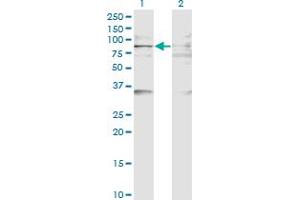 Western Blot analysis of BAZ2B expression in transfected 293T cell line by BAZ2B monoclonal antibody (M07), clone 2D10. (BAZ2B Antikörper  (AA 1833-1931))