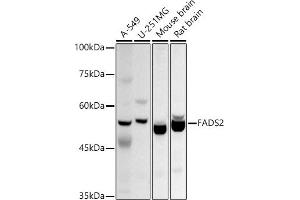 Western blot analysis of extracts of various cell lines, using F antibody (ABIN6127921, ABIN6140434, ABIN6140435 and ABIN6214458) at 1:1000 dilution. (FADS2 Antikörper  (AA 1-131))